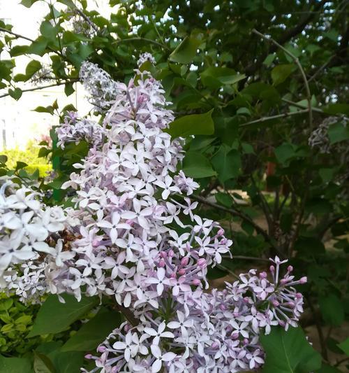 丁香花（揭秘丁香花的象征意义与神奇魅力）