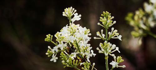 丁香花的花语及代表意义（探索丁香花背后的神秘象征）
