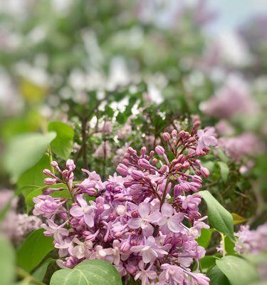 丁香花的花语及代表意义（探索丁香花背后的神秘象征）