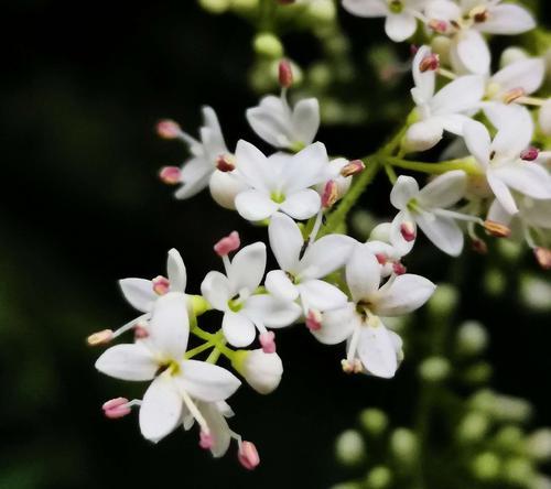 冬青花开，生命绽放（以冬青开花的寓意、象征意义和花语）