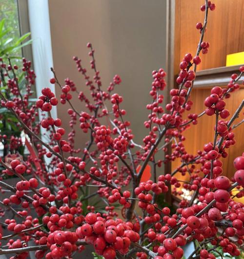 冬青花开，生命绽放（以冬青开花的寓意、象征意义和花语）