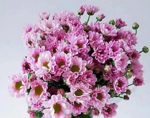 粉色雏菊（探寻粉色雏菊花语与寓意，送给你最真挚的情感）