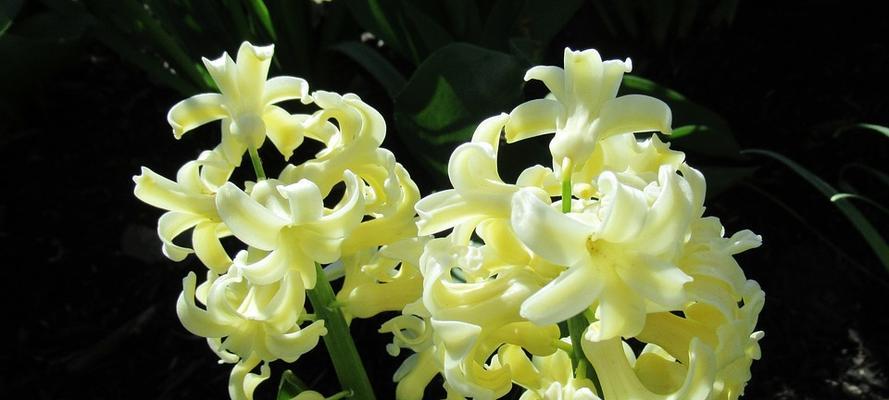 风信子的花语与意义（解读风信子花语，传递爱与希望）