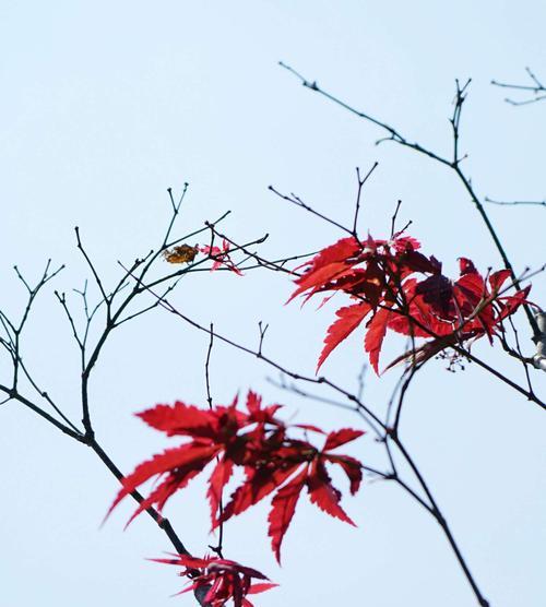 枫叶的象征意义及文化内涵（枫叶的神秘与多样性）