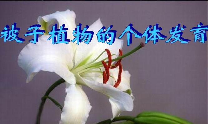 植物种子的形成与发育（从受精到胚珠成熟，了解种子的生长过程）