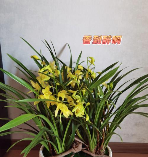 如何成功栽培兰花盆栽（全面指南与技巧）