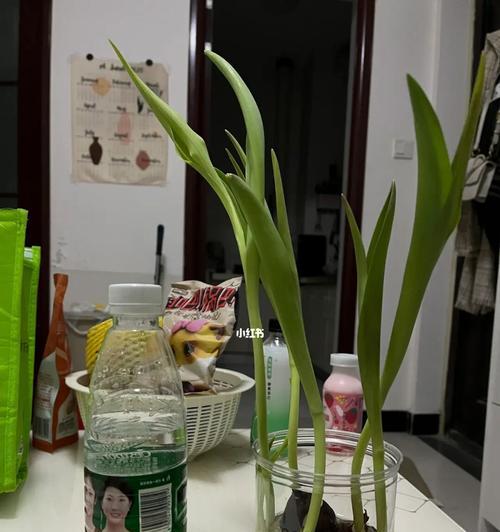 如何正确地水培郁金香（注意这些问题让你的郁金香健康生长）