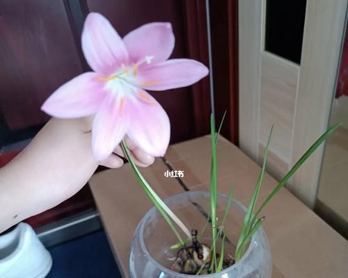 如何正确地水培郁金香（注意这些问题让你的郁金香健康生长）