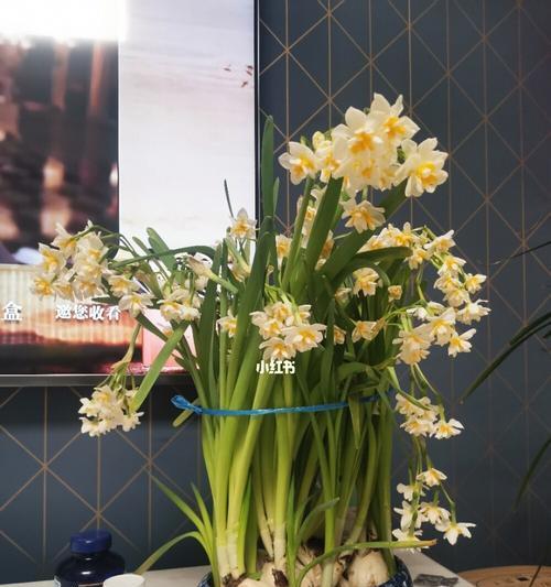 水仙花开花时间解析（探秘水仙花的花期和开花时间）