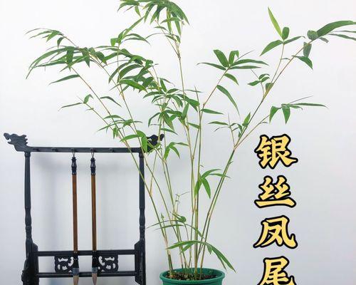 如何成功养殖凤尾竹（掌握凤尾竹的生长特点和养护技巧）