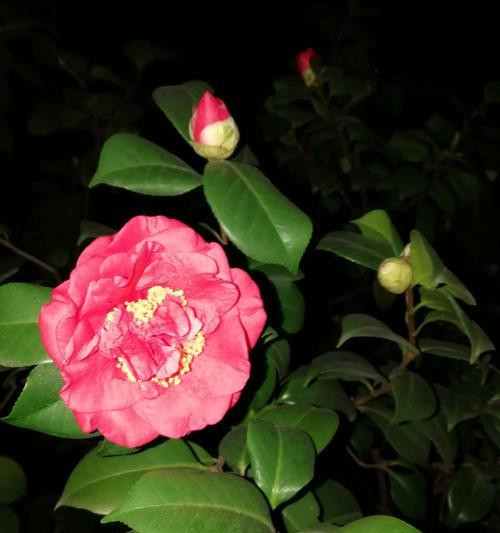五色赤丹茶花的养殖方法（如何种植五色赤丹茶花？五色赤丹茶花的护理技巧）