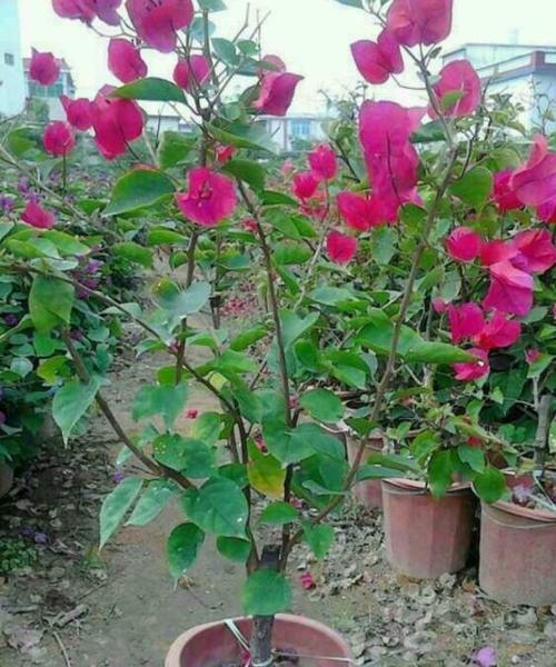 杜鹃花移植方法（保证移植成功的八个步骤）
