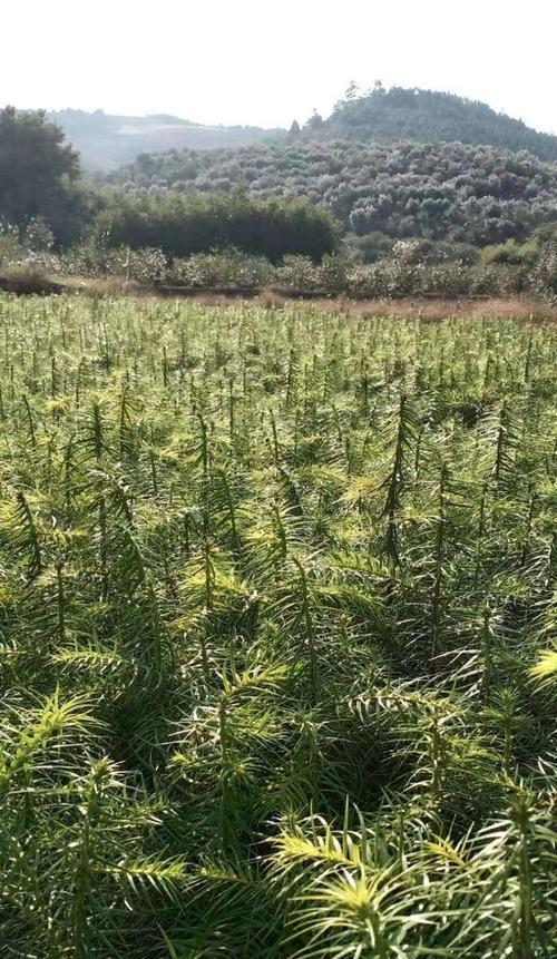如何培育杉树苗（全面介绍杉树苗的生长技巧和注意事项）