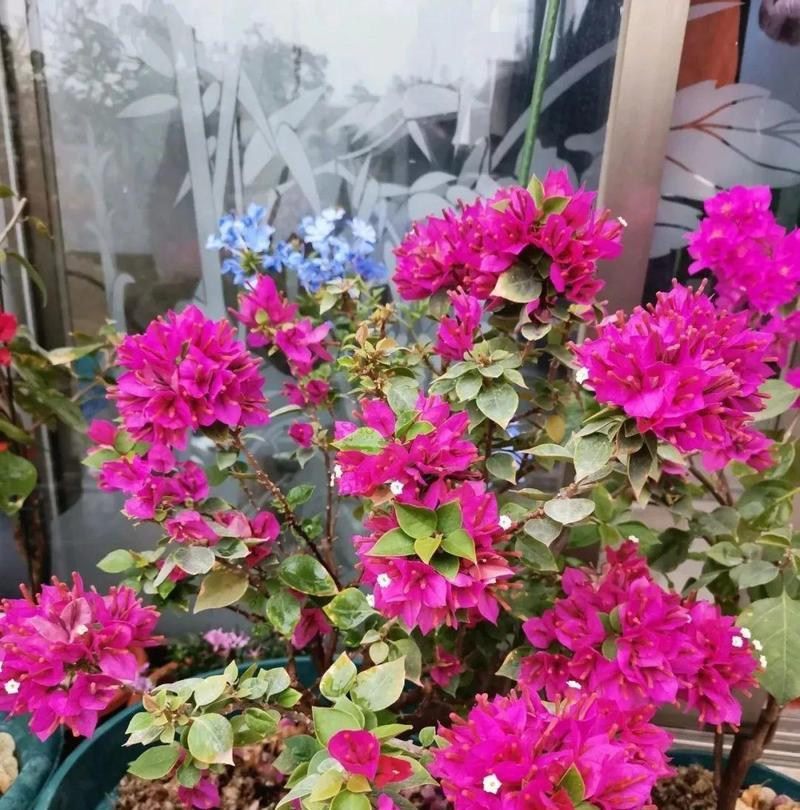 三角梅开花时间多久？——揭秘三角梅开花的时机（从成长环境到气温变化，多方面因素影响三角梅开花时机！）
