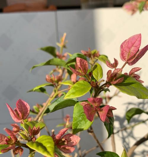 三角梅开花时间多久？——揭秘三角梅开花的时机（从成长环境到气温变化，多方面因素影响三角梅开花时机！）
