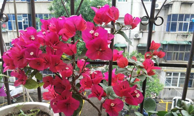 三角梅开花时间多久？——揭秘三角梅开花的时机（从成长环境到气温变化，多方面因素影响三角梅开花时机！）