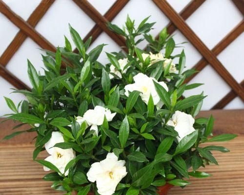 栀子花盛放，夏日芬芳（盛夏里的靓丽风景）