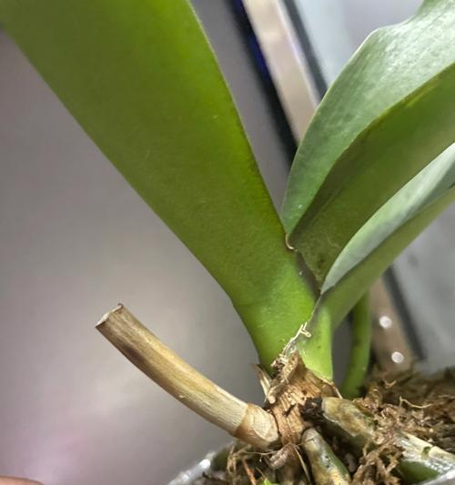 蝴蝶兰与塑料杯的完美契合（探究蝴蝶兰种植过程中塑料杯的应用及优势）