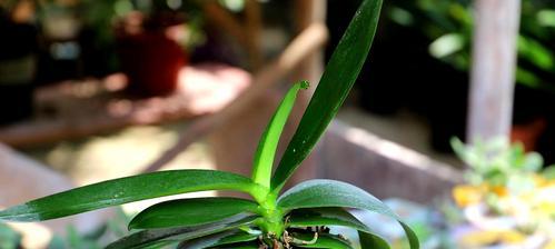 蝴蝶兰与塑料杯的完美契合（探究蝴蝶兰种植过程中塑料杯的应用及优势）