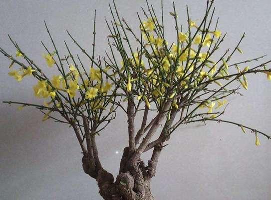 春之美——迎春花盆景的养护技巧（让春天永存，拥有一盆优美的迎春花盆景）