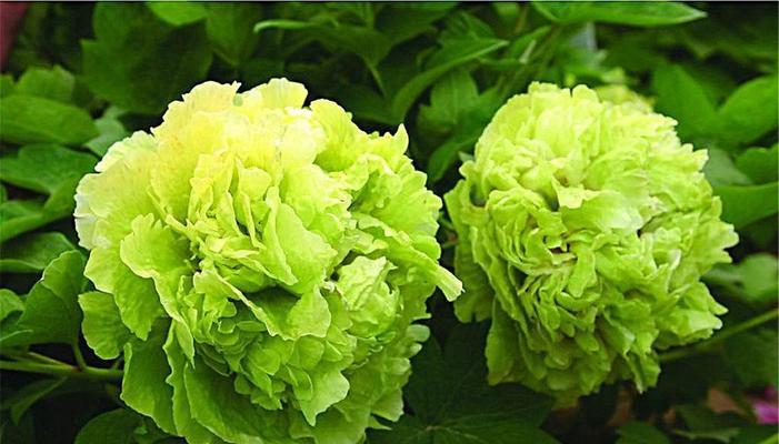 迎接春天，了解常见花卉品种（了解花卉品种，让你的春天更加绚烂）