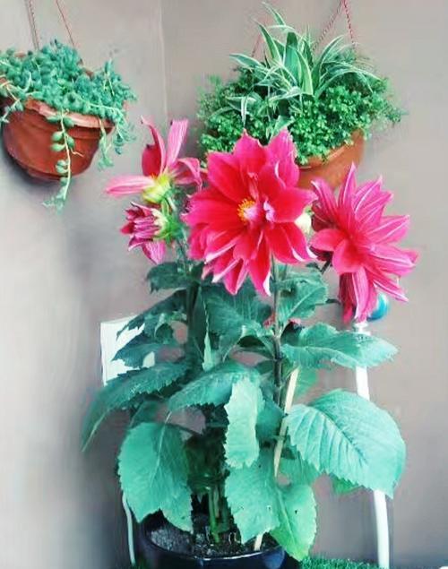 十月最美的花（金秋时节绚烂绽放，十月花海如此美丽）