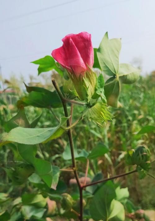 秋天的花海（秋意渐浓，万紫千红）