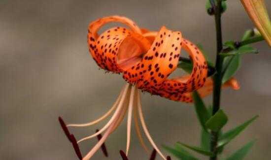 百合花的花萼之谜（揭开百合花花萼的奥秘，你知道吗？）