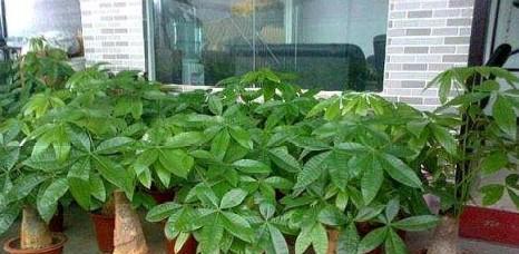 发财树怎么在冬天养殖？（冬季养护技巧与注意事项，让发财树在冬天也能茁壮成长）