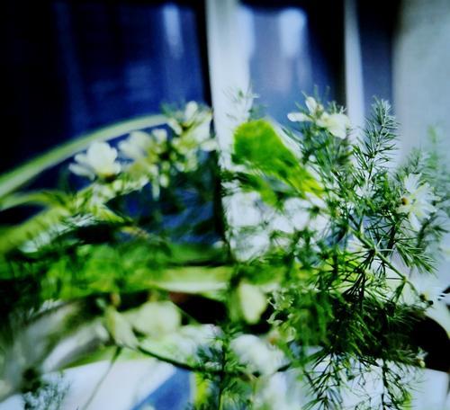 文竹开花了，让人惊喜的园艺奇观（揭秘文竹开花的原因和如何照顾文竹）