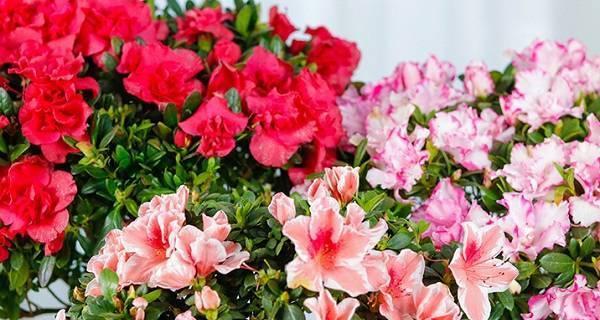 杜鹃花整形修剪指南（让你的杜鹃花焕发生机的八大方法）