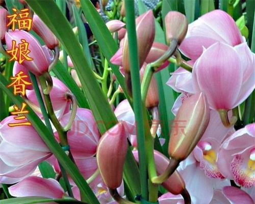 品种丰富，花香四溢——兰花大全（探究兰花的品种与美丽）