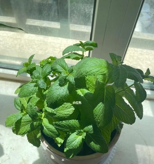 如何科学浇水，让薄荷茁壮成长？（掌握关键，让薄荷生长无忧）