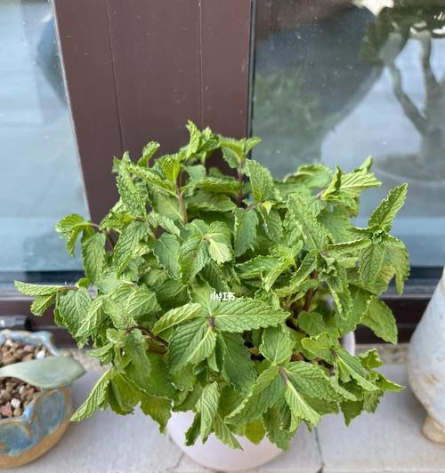 如何科学浇水，让薄荷茁壮成长？（掌握关键，让薄荷生长无忧）