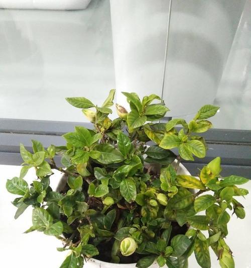 栀子花黄叶处理方法（急救救回美丽栀子花/营养不足、病虫害引起的黄叶问题）