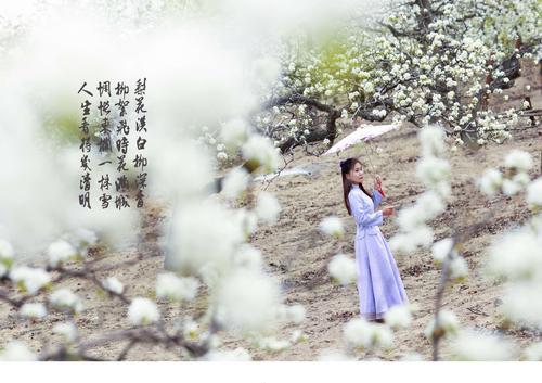 梨花绽放时节（寻访梨花胜地，感受花海浪漫）