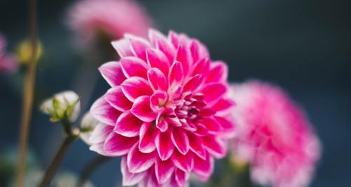 地栽大丽花养殖指南（种植方法、浇水技巧、施肥要点、病虫防治、修剪技巧等解析）