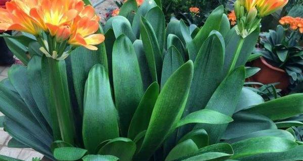 君子兰的花语与寓意（探寻君子兰的内涵与象征）