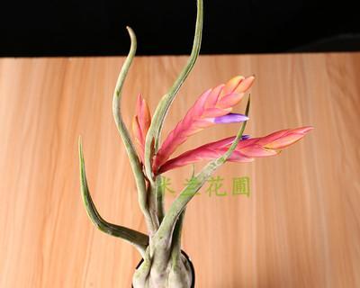 空气凤梨花语（揭示空气凤梨的深层含义）