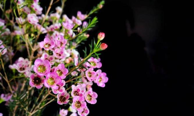 腊梅花语与象征（腊梅花的象征意义及适合赠送的人群）