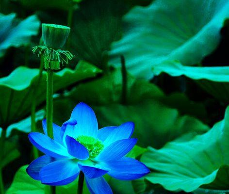 蓝莲花（探寻蓝莲花的寓意与美丽）