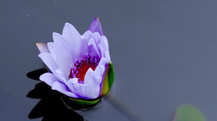 以蓝莲花代表的意义（蓝莲花的象征和寓意）