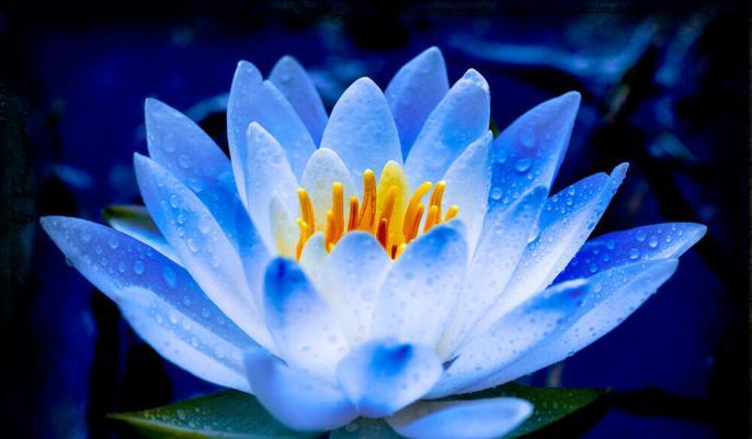 以蓝莲花代表的意义（蓝莲花的象征和寓意）