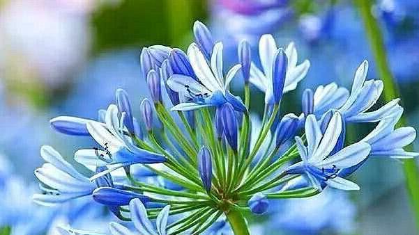 蓝莲花的花语与意义（探寻蓝莲花所代表的情感与象征）