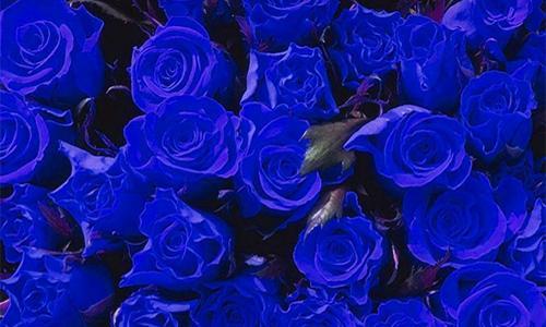 蓝玫瑰花语的深刻内涵与美丽诠释（解读蓝玫瑰的花语与象征意义）