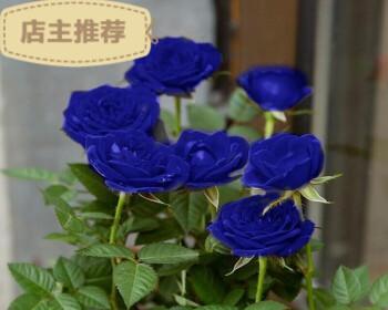 蓝色玫瑰花的神秘魅力（解析蓝色玫瑰的象征意义）