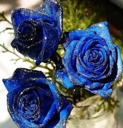 蓝色玫瑰花的花语及其意义（探索蓝色玫瑰花的神秘色彩与寓意）