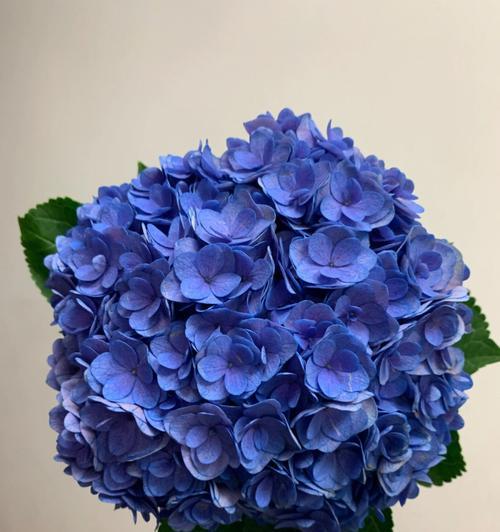 蓝色绣球花的寓意与象征（探秘蓝色绣球花的花语和文化内涵）