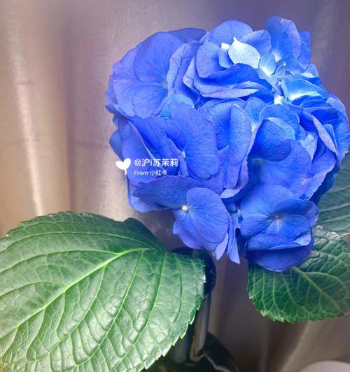 蓝色绣球花的传说与花语（探寻蓝色绣球花的神秘与美丽）