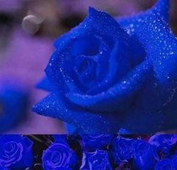 蓝色妖姬花语大全——探寻花朵背后的深意（美丽妖娆的蓝色花卉，传递着怎样的情感？）